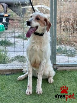 Ράτσα: Λαμπραντόρ - Labrador | Ηλικία: 5+ | Φύλο: Αρσενικό | Αρ. Microchip: δεν υπάρχει  | Περιοχή: Μαραθώνας, Αττική